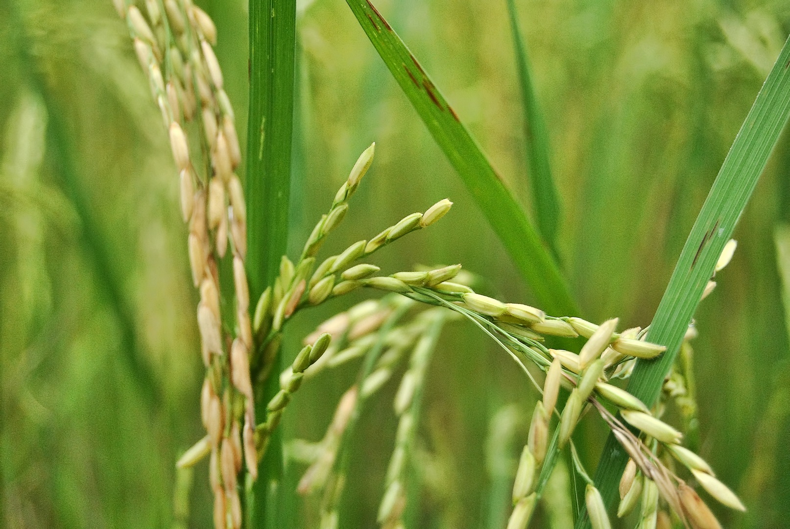 cambigia_thailandia2011_064-jpg