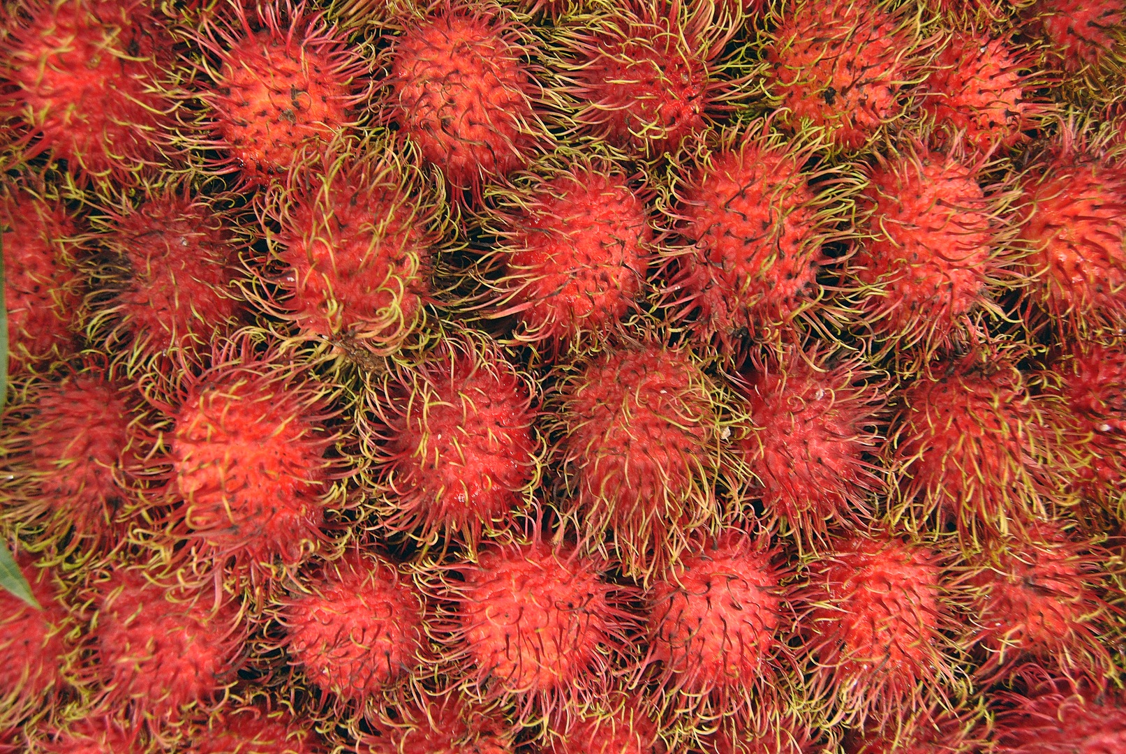 cambigia_thailandia2011_216-jpg