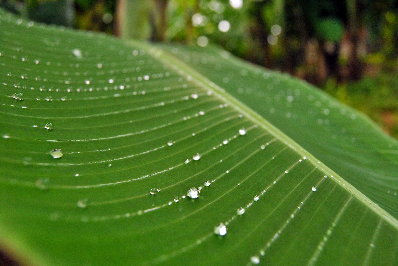 cambigia_thailandia2011_264-jpg