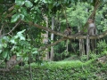 cambigia_thailandia2011_010-jpg