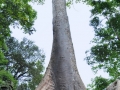 cambigia_thailandia2011_150-jpg